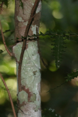 Sarcotoechia serrata
