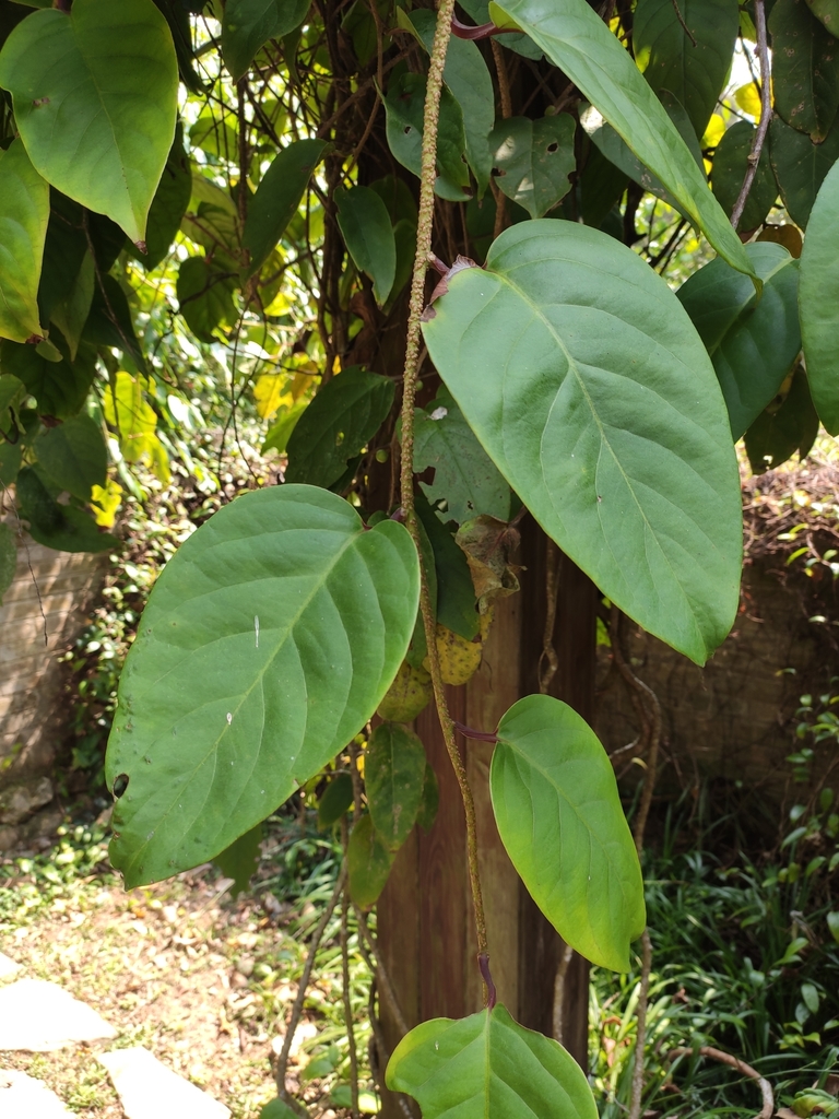 Kadsura verrucosa
