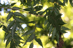 Sarcotoechia serrata