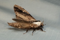 Panau adusta
