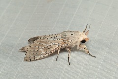 Polyphagozerra coffeae