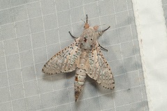 Polyphagozerra coffeae