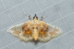 Noctuelia