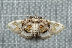 Noctuelia
