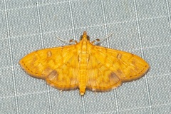 Pyrausta ochracealis