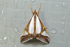 Agrioglypta eurytusalis