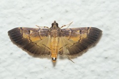Bacotoma binotalis