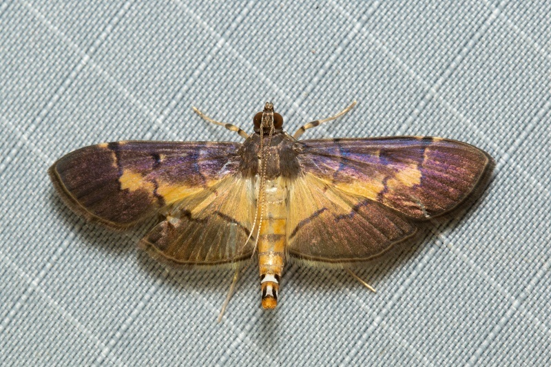 Bacotoma binotalis