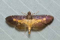 Bacotoma binotalis