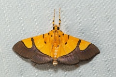 Endocrossis flavibasalis