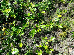 Acokanthera oppositifolia