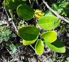 Acokanthera oppositifolia