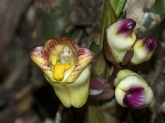 Acanthophippium bicolor