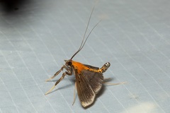 Filodes fulvidorsalis