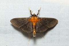 Filodes fulvidorsalis