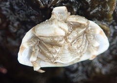 Cryptolithodes typicus