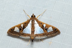Glyphodes bivitralis