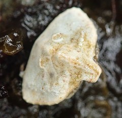 Cryptolithodes typicus