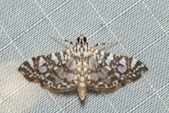 Glyphodes onychinalis