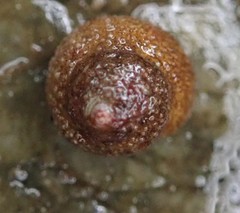 Margarites olivaceus marginatus