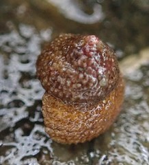 Margarites olivaceus marginatus