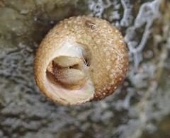 Margarites olivaceus marginatus