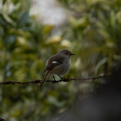 Phoenicurus auroreus