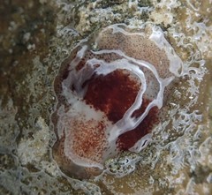 Notoplana sanguinea