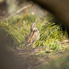 Turdus eunomus
