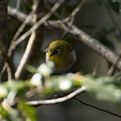Zosterops japonicus