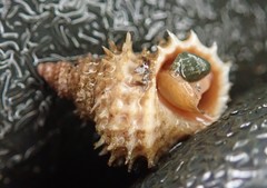 Trichotropis cancellata