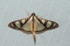 Glyphodes quadrimaculalis