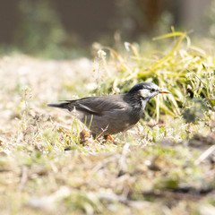 Spodiopsar cineraceus