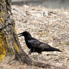 Corvus corone