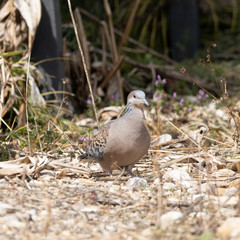 Streptopelia orientalis