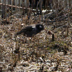 Spodiopsar cineraceus