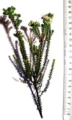 Agathosma apiculata