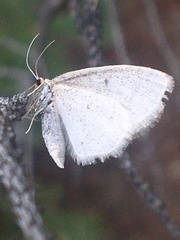 Idaea rotundopennata
