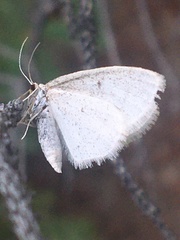 Idaea rotundopennata
