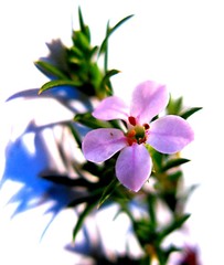 Coleonema pulchellum