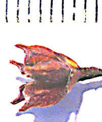 Coleonema pulchellum