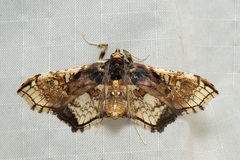 Omphisa anastomosalis