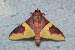 Pachynoa purpuralis