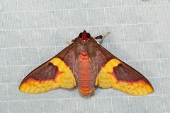 Pachynoa purpuralis