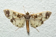 Polythlipta