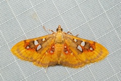 Sameodes pictalis