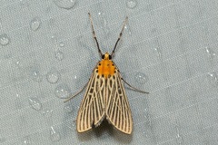 Tyspanodes exathesalis