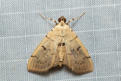 Dichocrocis megillalis