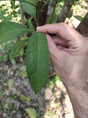 Elaeocarpus sylvestris
