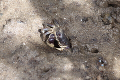 Pseudohelice subquadrata